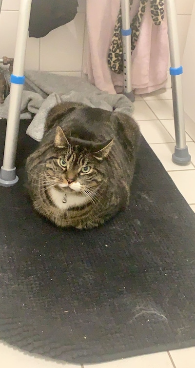 Heb jij Stormy, Minoes of Lola gezien? Deze 10 huisdieren worden in Arnhem vermist