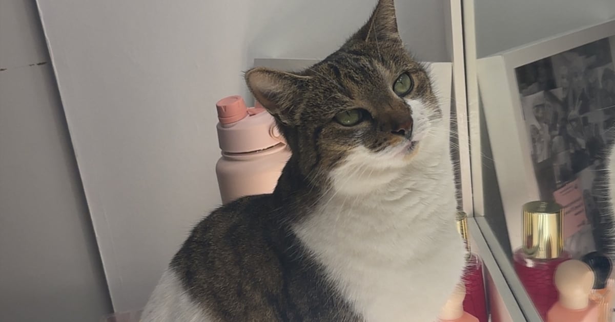Heb jij Broekie gezien? Dit huisdier wordt in Eijsden-Margraten vermist