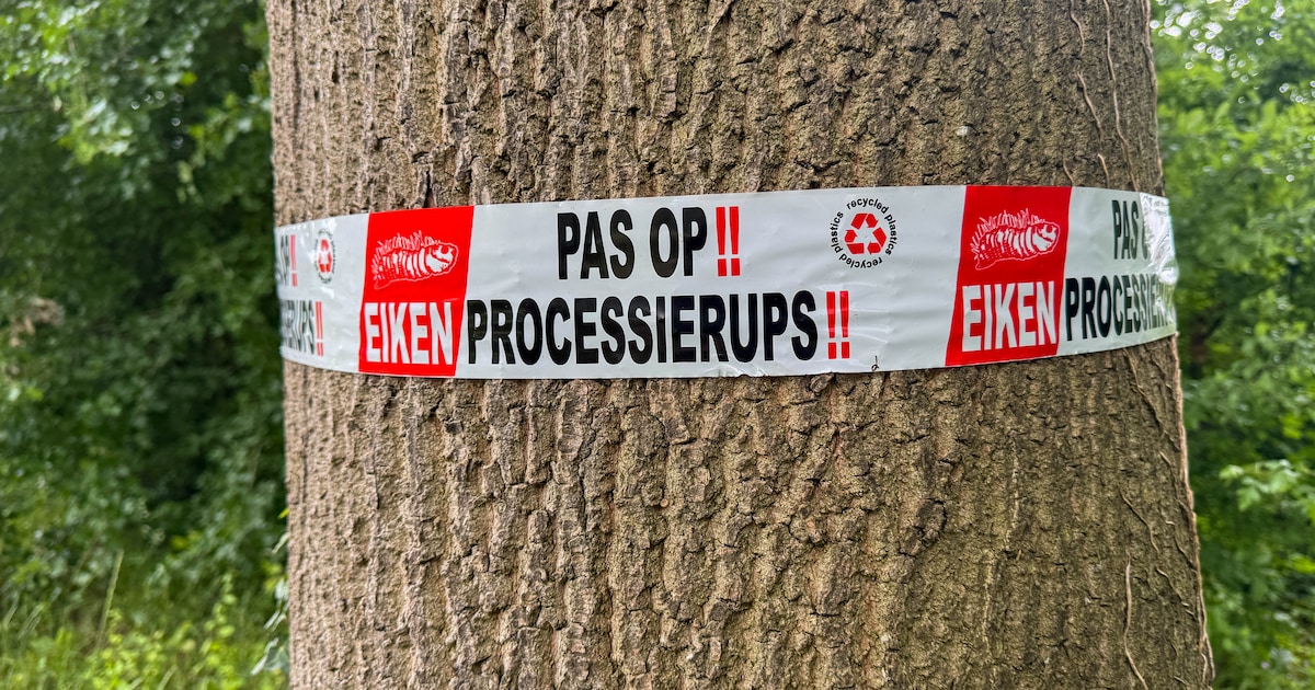 Aantal eikenprocessierupsen neemt toe in Heiloo