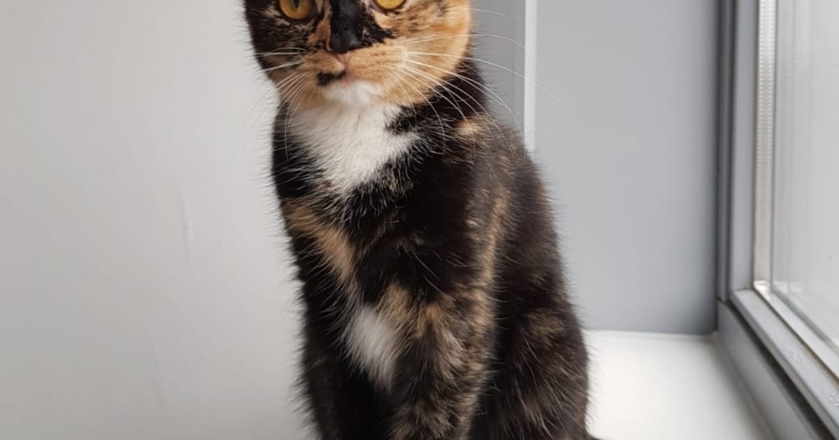 Heb jij Nya of Muis gezien? Deze twee huisdieren worden in Roermond vermist