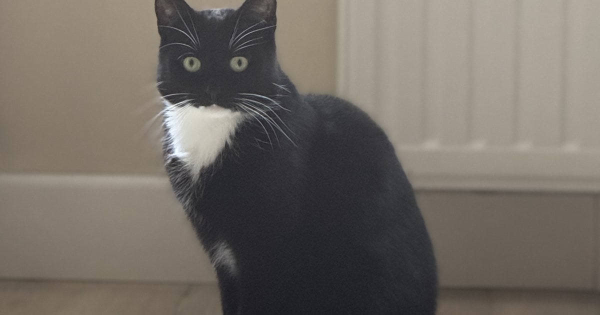 Heb jij Lola gezien? Dit huisdier wordt in Coevorden vermist