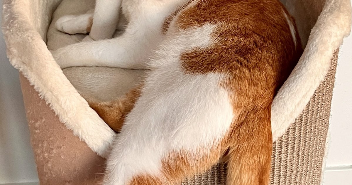 Heb jij Dokus of Luna gezien? Deze twee huisdieren worden in Oostzaan vermist