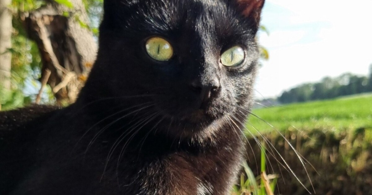 Heb jij Kiddy of Plop gezien? Deze twee huisdieren worden in Sint-Michielsgestel vermist