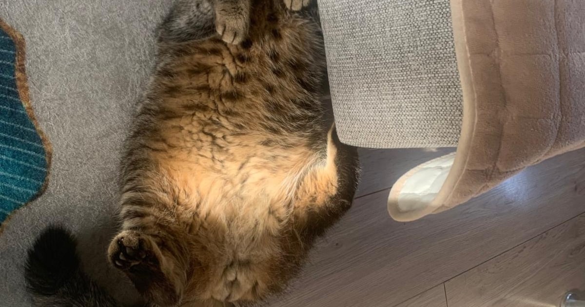 Heb jij Bella gezien? Dit huisdier wordt in Hillegom vermist