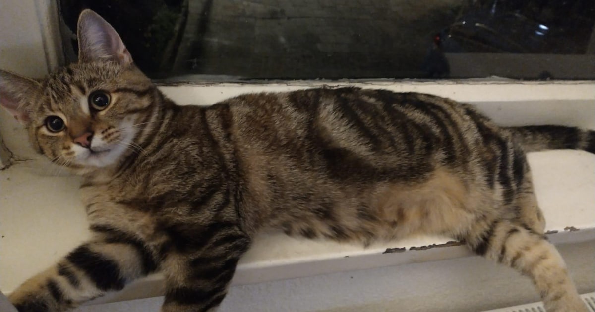 Heb jij Poppy gezien? Dit huisdier wordt in Reimerswaal vermist