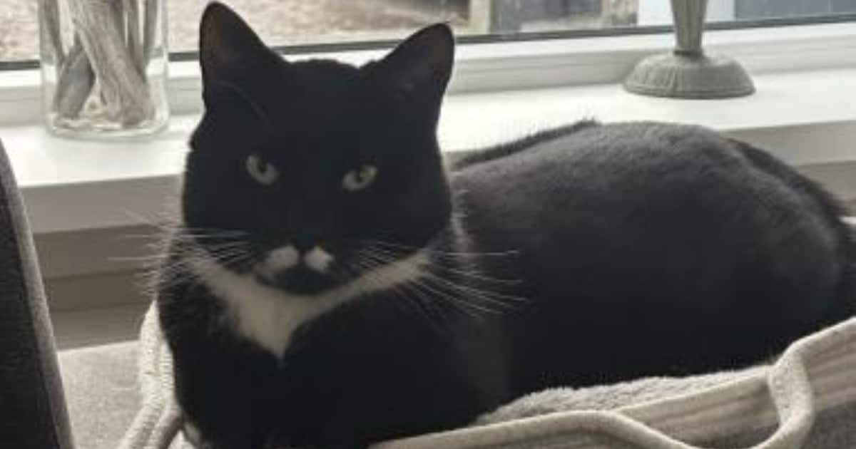 Heb jij Maevy, Jerry of Noortje gezien? Deze zes huisdieren worden in Teylingen vermist