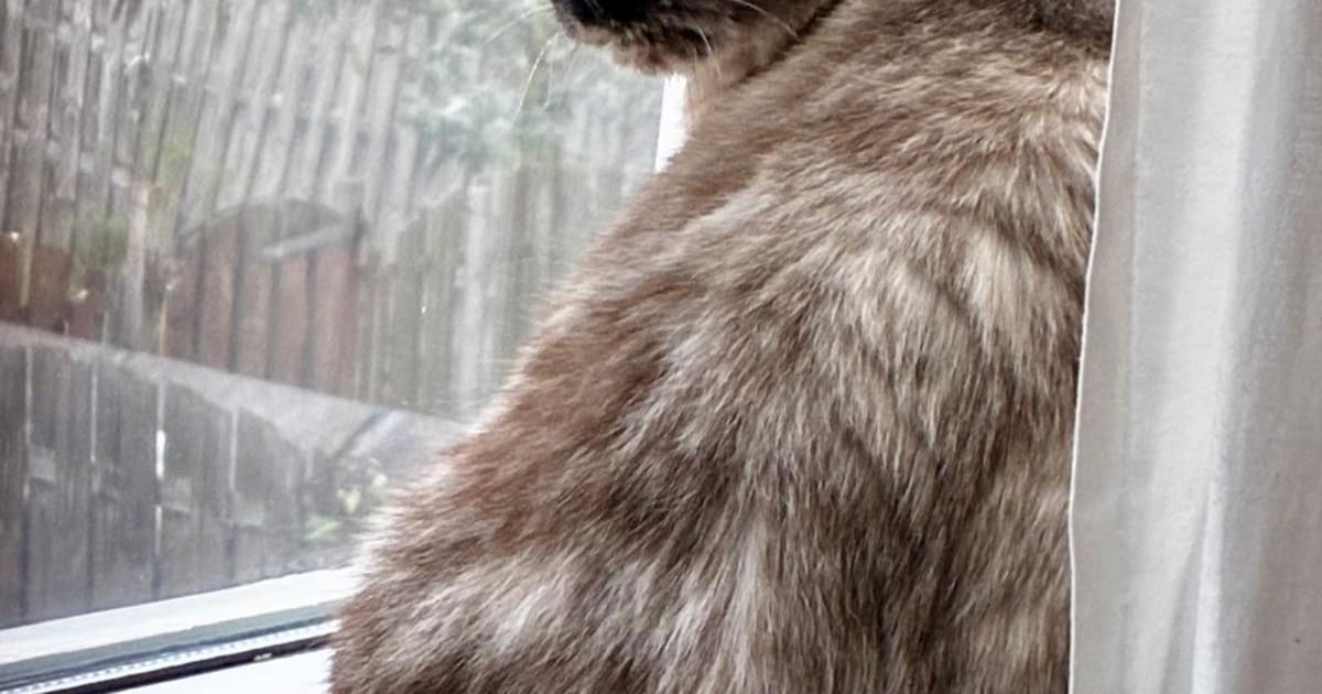 Heb jij Hailey of Nico gezien? Deze twee huisdieren worden in Gouda vermist