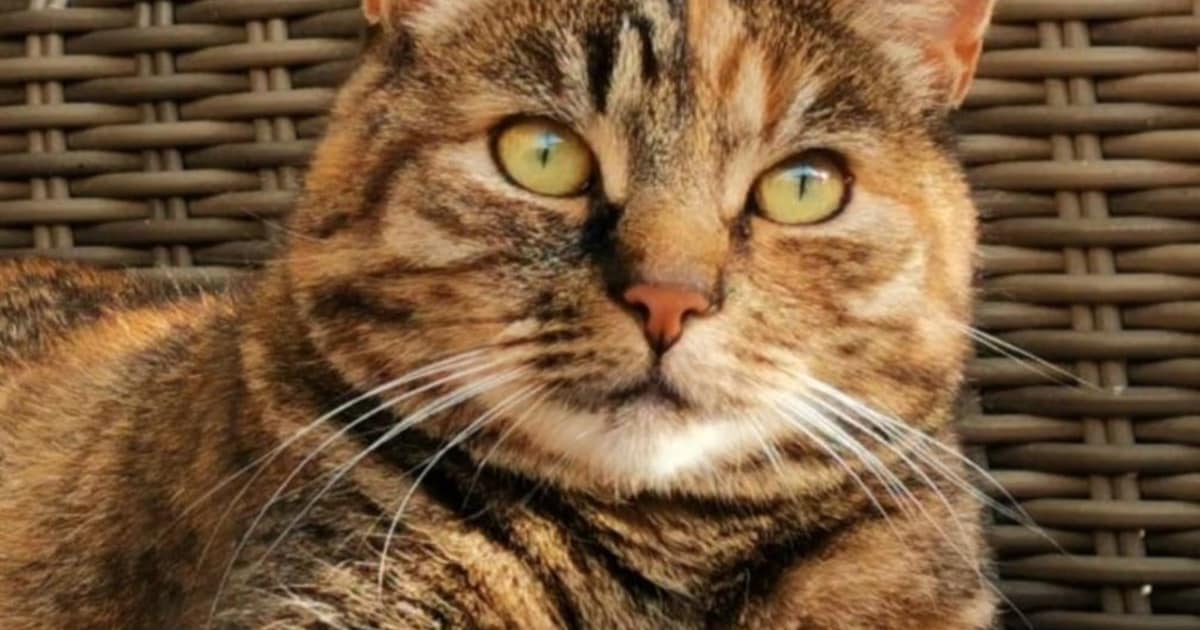 Heb jij Jappie, Barrel of Sjors gezien? Deze vier huisdieren worden in Medemblik vermist