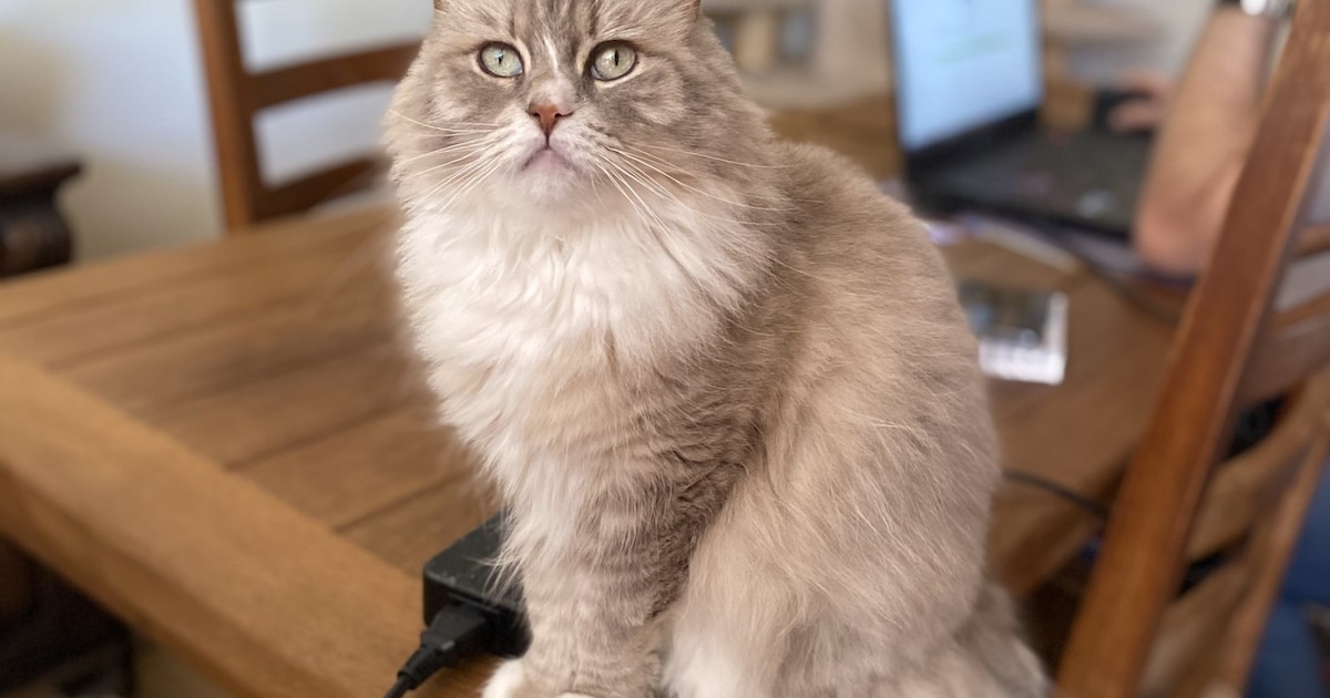 Heb jij Pixie gezien? Dit huisdier wordt in Cranendonck vermist