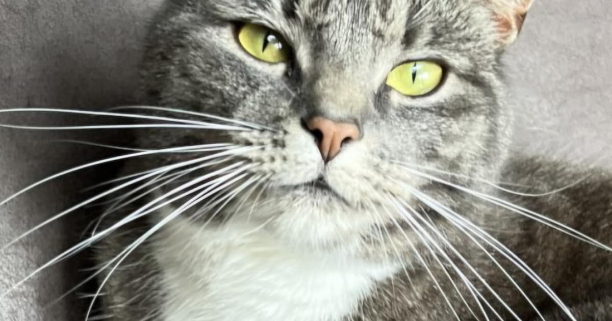 Heb jij Snoetje, Shady of Lucifer gezien? Deze 10 huisdieren worden in Alkmaar vermist