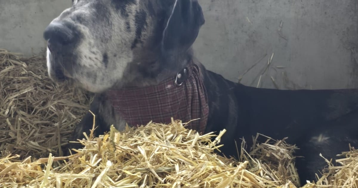 Heb jij Saar gezien? Dit huisdier wordt in Coevorden vermist