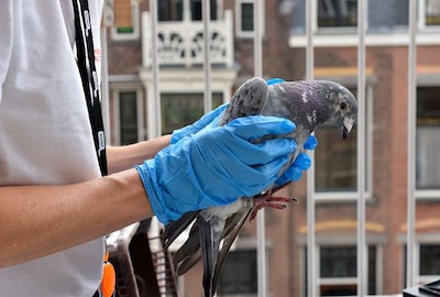 Postduif blijft versuft op balkon in Statenkwartier achter, eigenaar wil hem niet ophalen