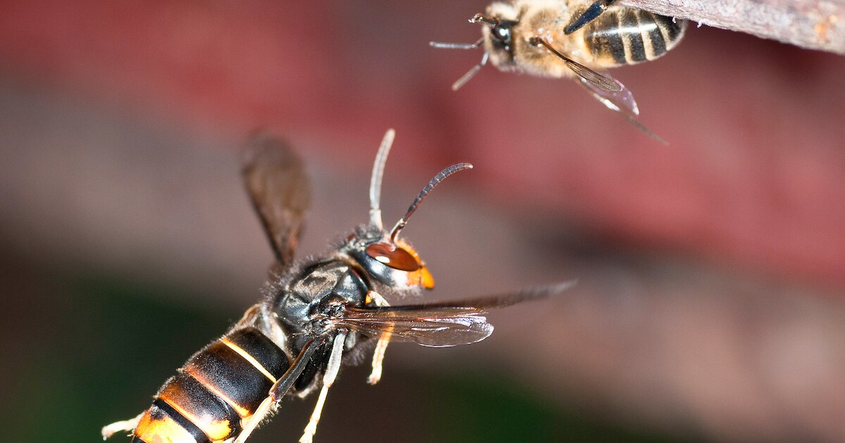 Gemeente Voorne aan Zee roept op tot melden hoornaarnesten