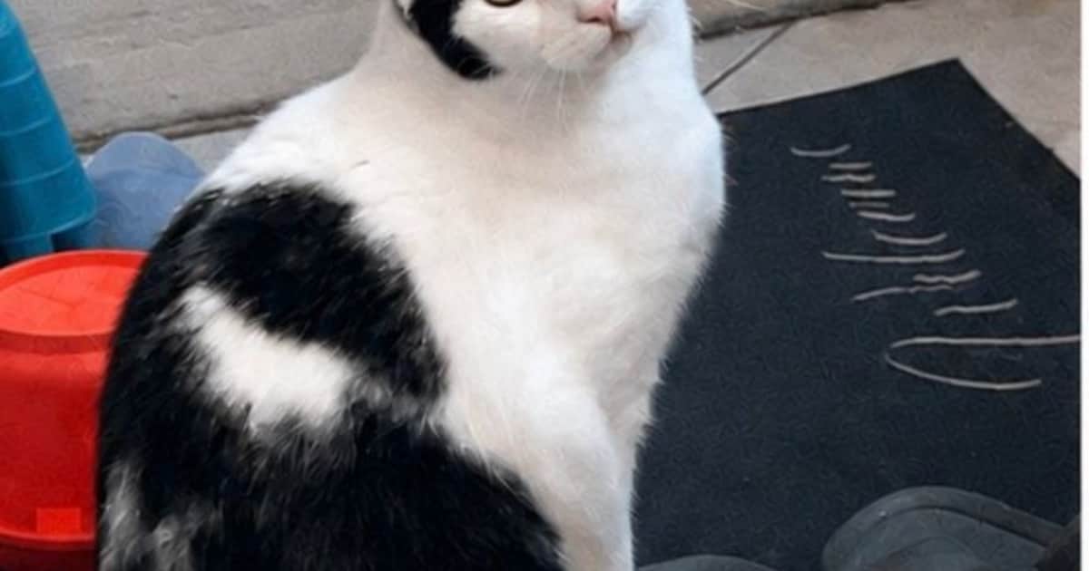 Heb jij Kiki gezien? Dit huisdier wordt in Tytsjerksteradiel vermist