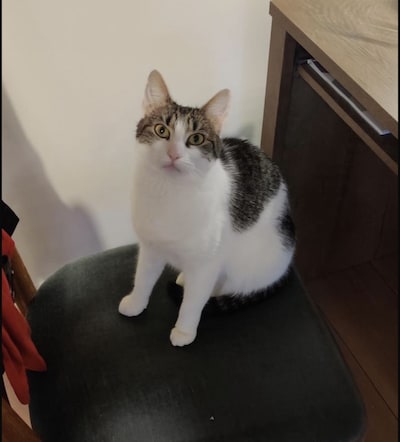 Heb jij Miyek, Kiwi of Jackie gezien? Deze 14 huisdieren worden in Utrecht vermist