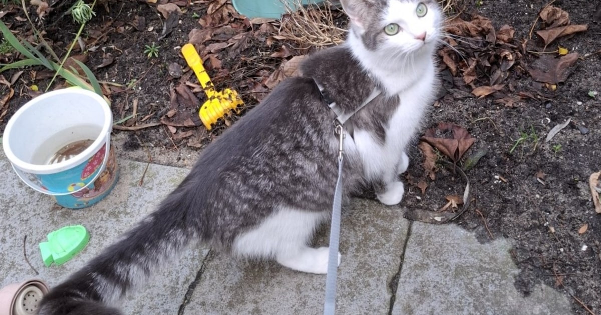 Heb jij Molly, Noxi of Lilly gezien? Deze acht huisdieren worden in Vlaardingen vermist