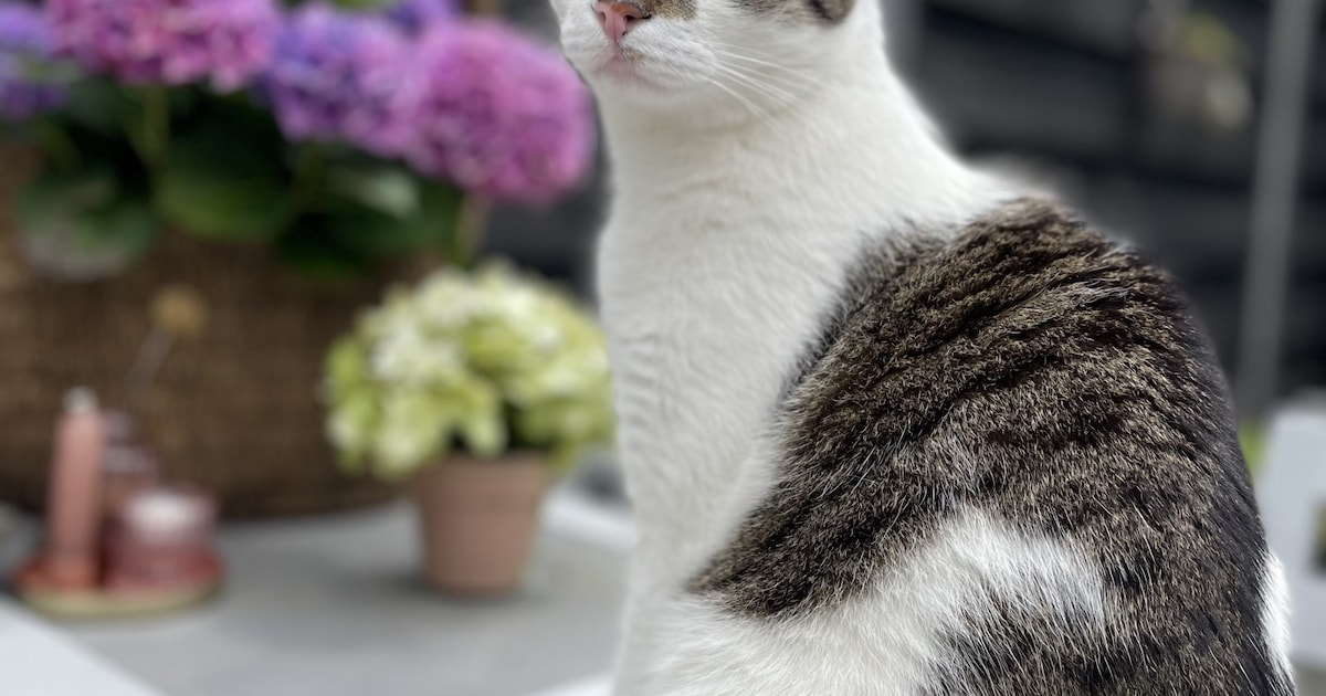 Heb jij Noah, Bob of Heinz gezien? Deze vier huisdieren worden in Stichtse Vecht vermist