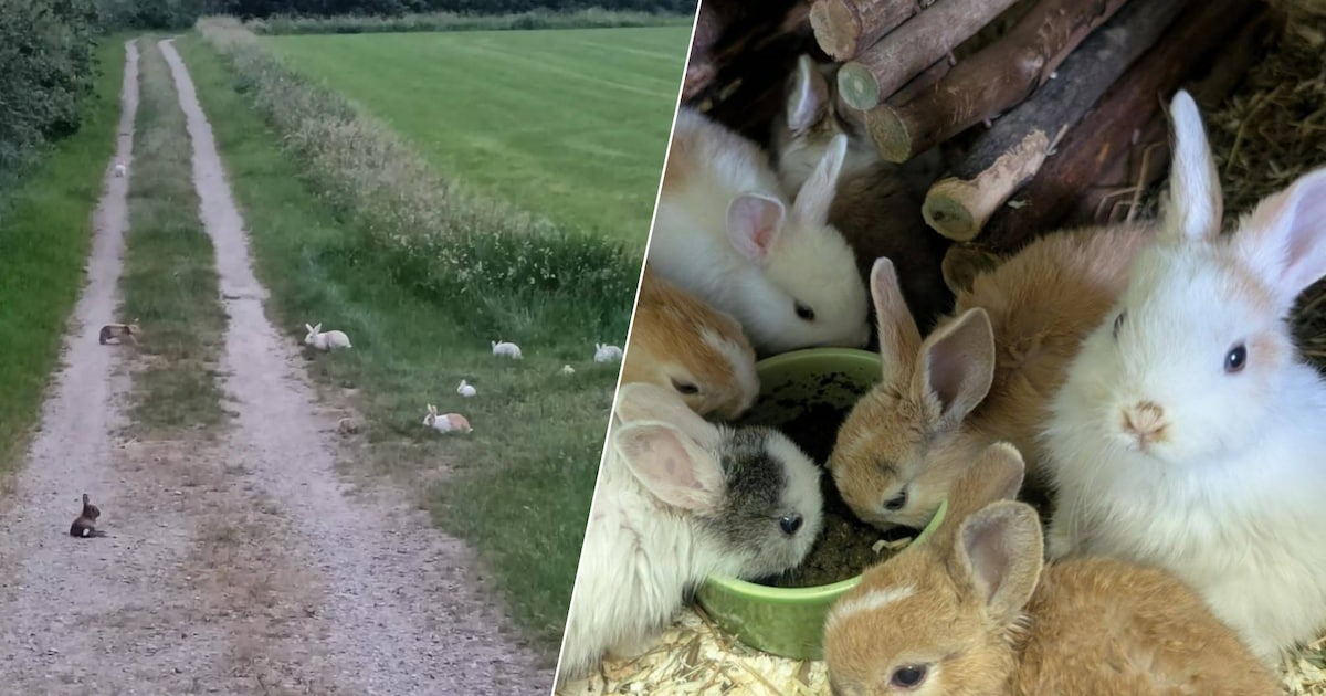 Tientallen konijnen gedumpt in Limburg, meerdere dieren overleden