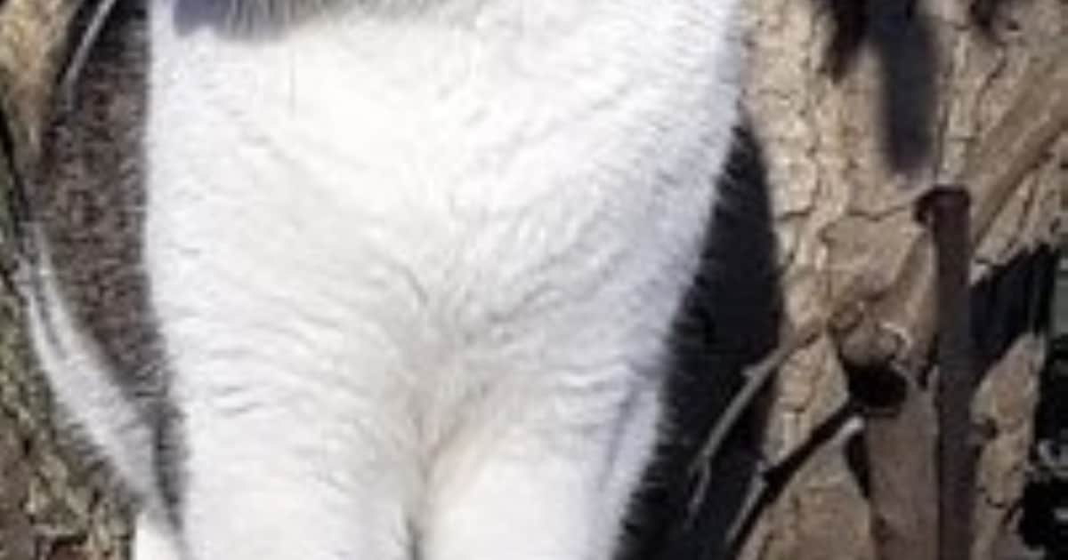 Heb jij Sushi of Dumpy gezien? Deze twee huisdieren worden in Zuidplas vermist