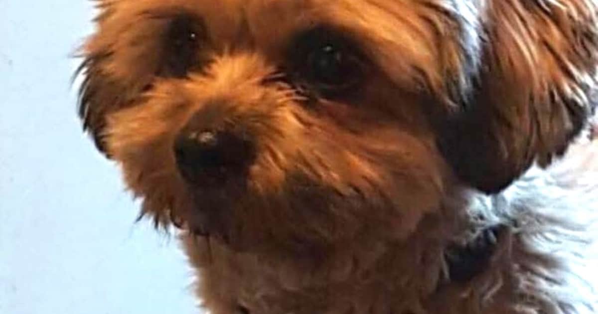 Heb jij Luna gezien? Dit huisdier wordt in Midden-Drenthe vermist