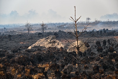 Nederlanders breken Belgische vakantie af, vuur in Hoge Venen groeit uit tot enorme natuurbrand
