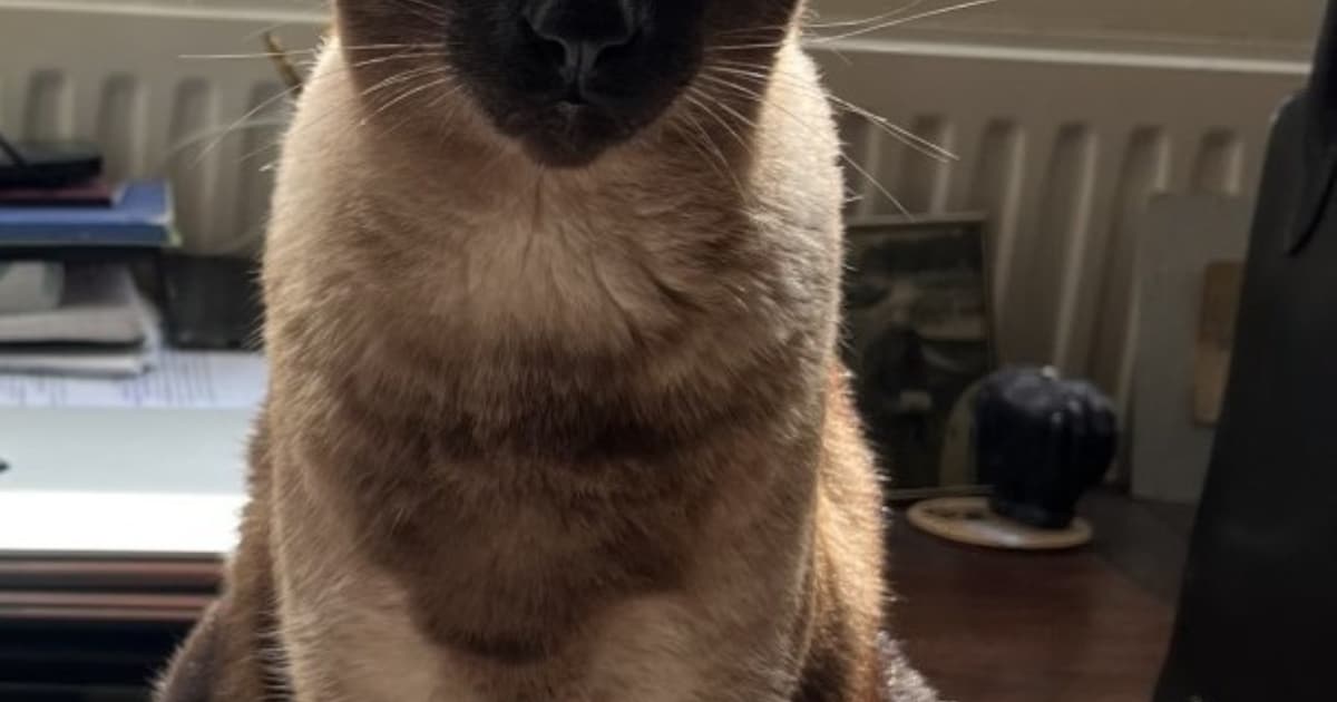 Heb jij Lilly, Milo of Djanga gezien? Deze drie huisdieren worden in Haarlem vermist