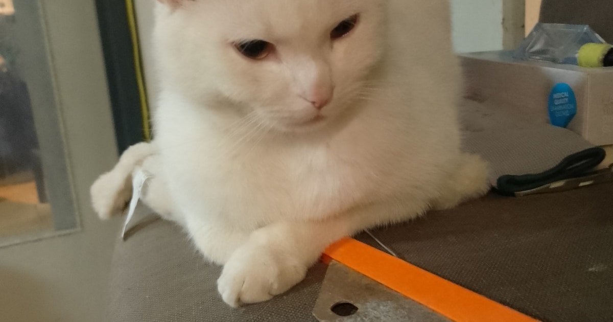 Heb jij Bliksum, Dizzy of Cees gezien? Deze zes huisdieren worden in Leeuwarden vermist