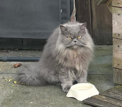 Heb jij Tango, Tosbik of Garfield gezien? Deze 15 huisdieren worden in Tilburg vermist