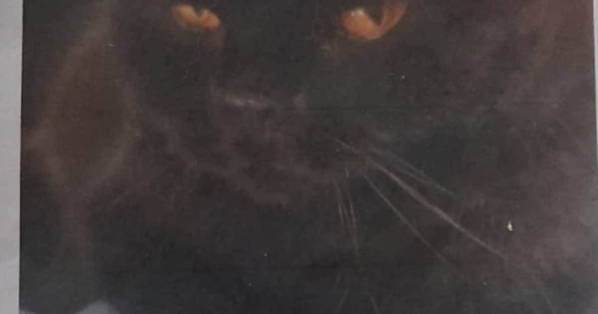 Heb jij Dropje of Boncuk gezien? Deze twee huisdieren worden in De Bilt vermist