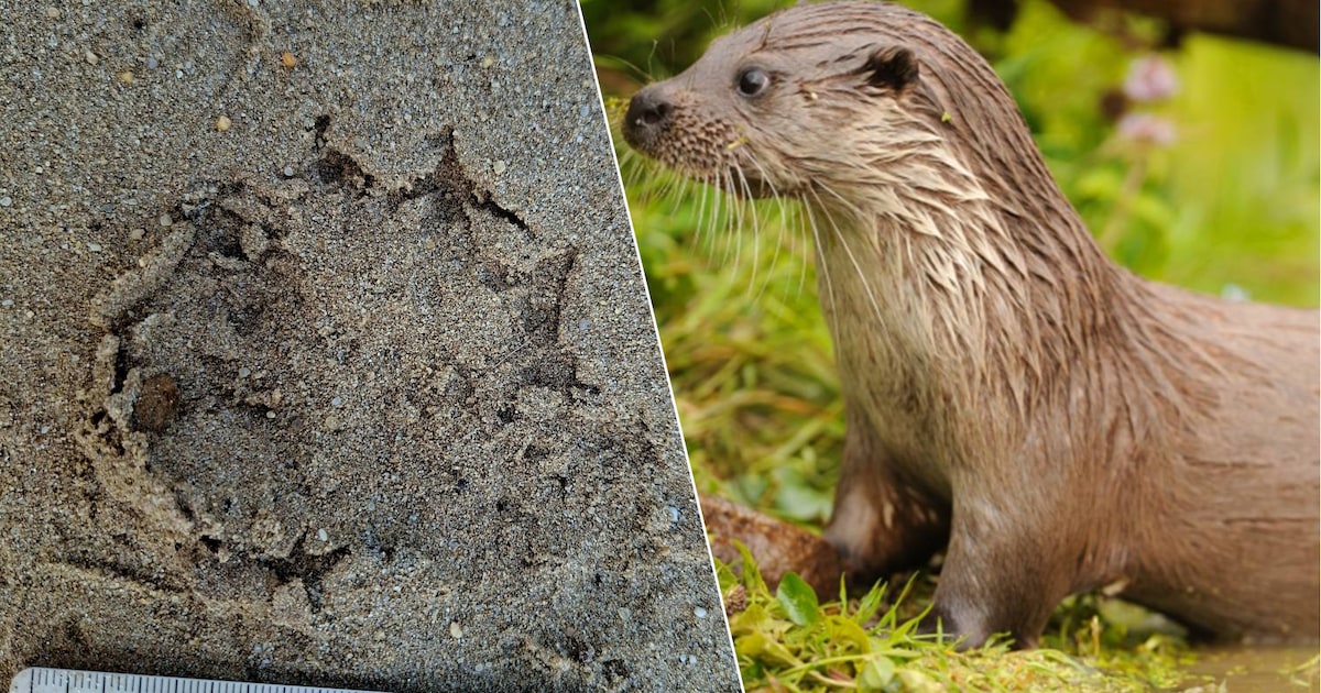 Vrijwilligers Natuurpunt ontdekken pootafdrukken van otter op nieuwe ecoduct in Lommel