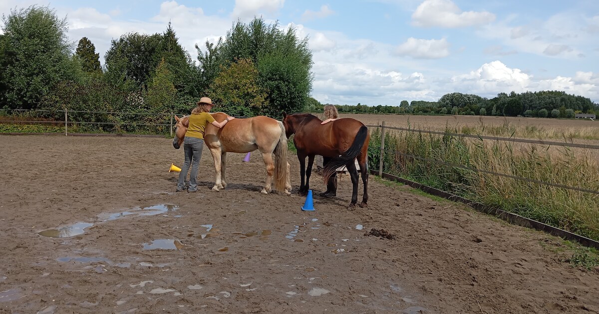 Tweede inspiratiedag voor schrijven in Maasdam met paarden