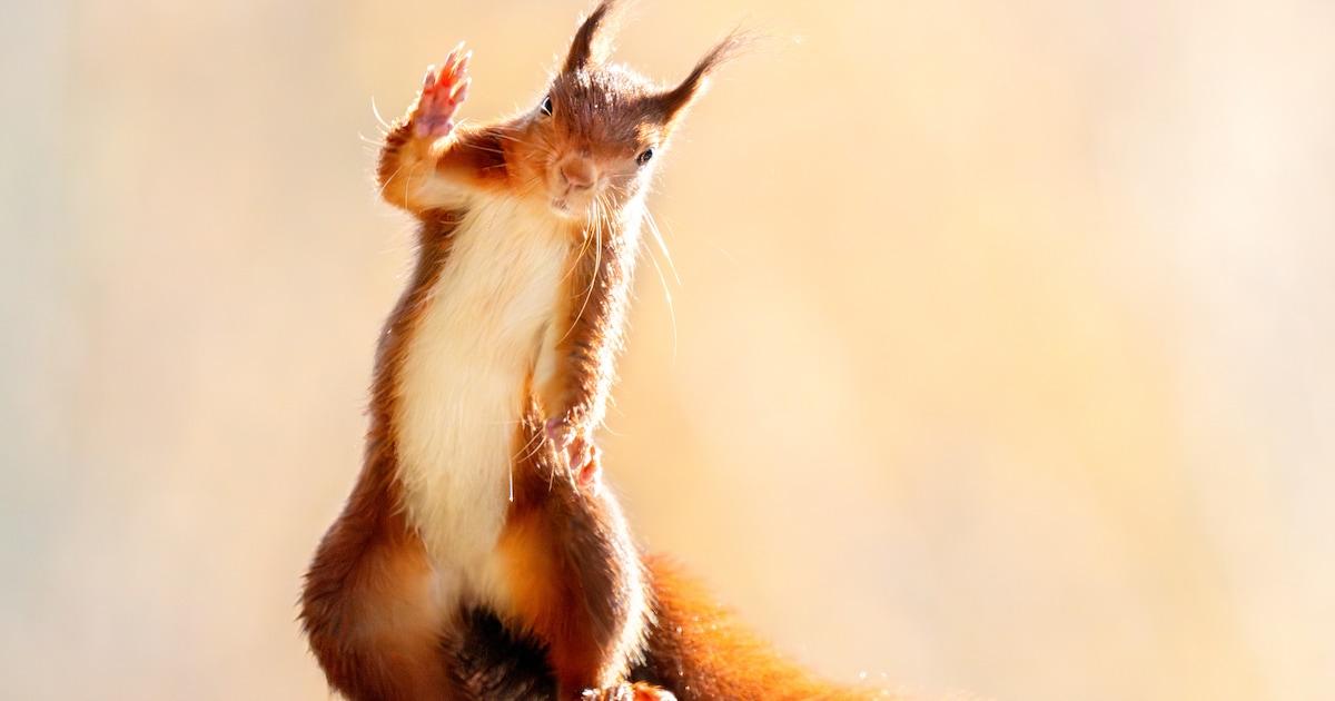 Heel vaak zat Stan er voor niks, tot hij deze foto maakte: ‘Mijn gezin verklaarde me voor gek’