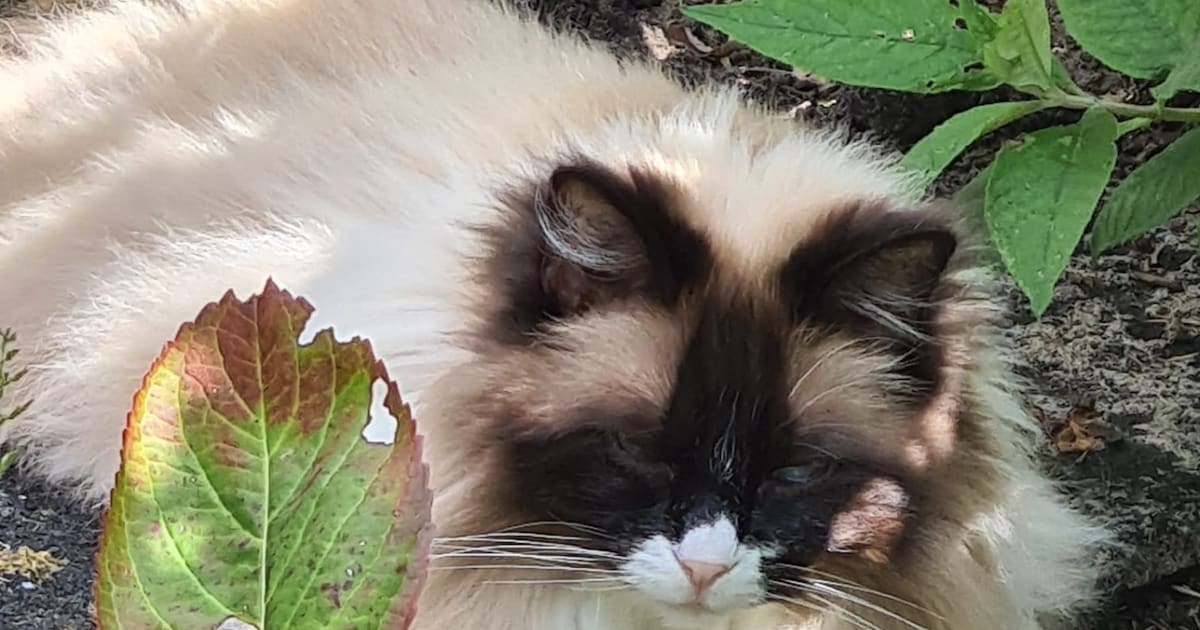 Heb jij Toetje gezien? Dit huisdier wordt in Voorschoten vermist