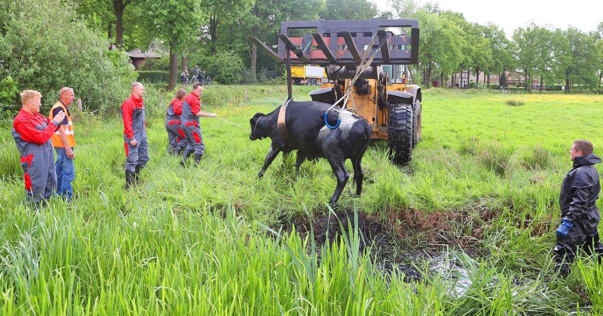 Koe door boer met loader uit sloot in Middelrode getakeld