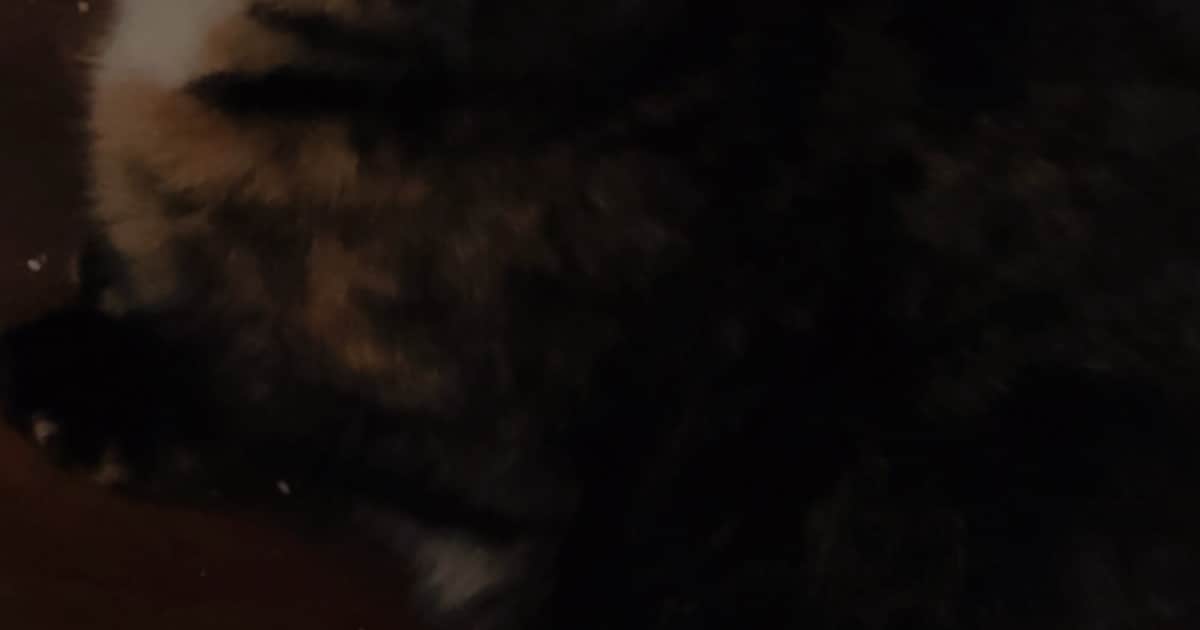 Heb jij Susu gezien? Dit huisdier wordt in Wassenaar vermist