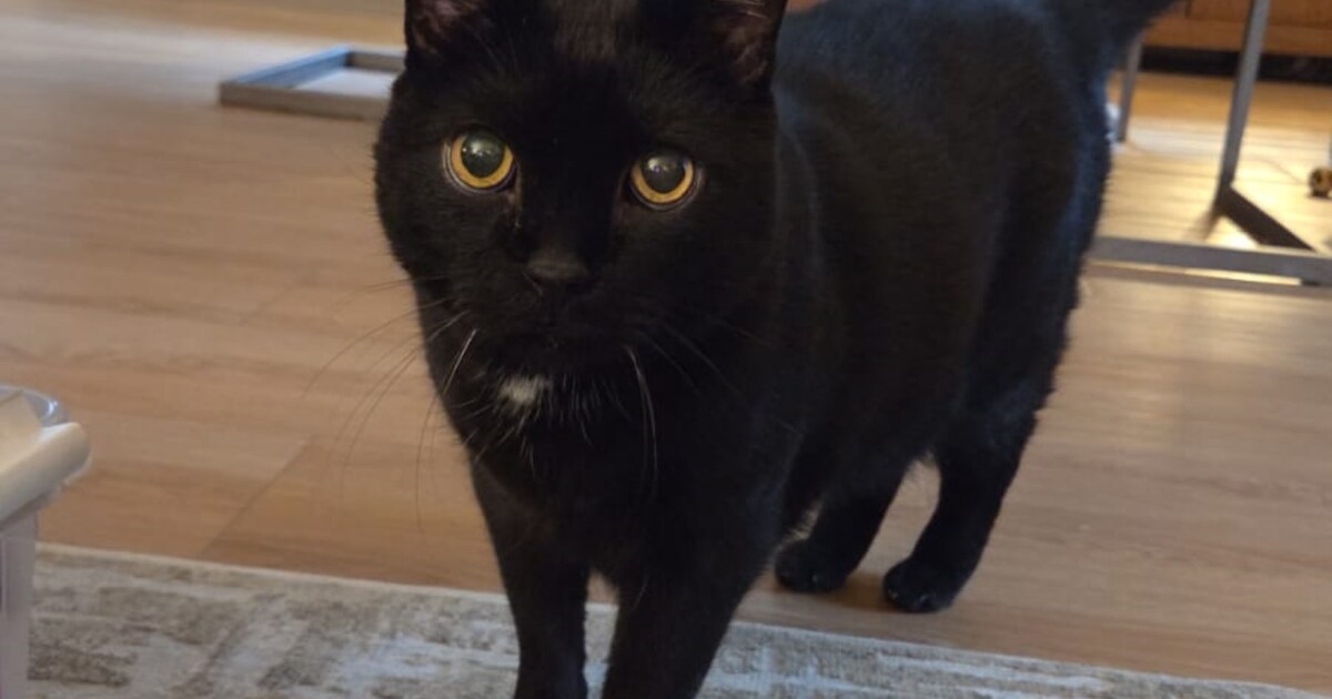 Heb jij Lucky gezien? Dit huisdier wordt in Bernheze vermist