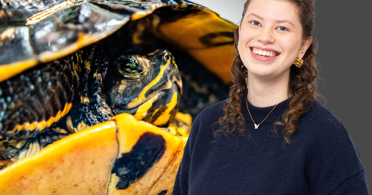 Schildpadden duiken overal op in Ambacht: help ons in kaart brengen waar ze zitten