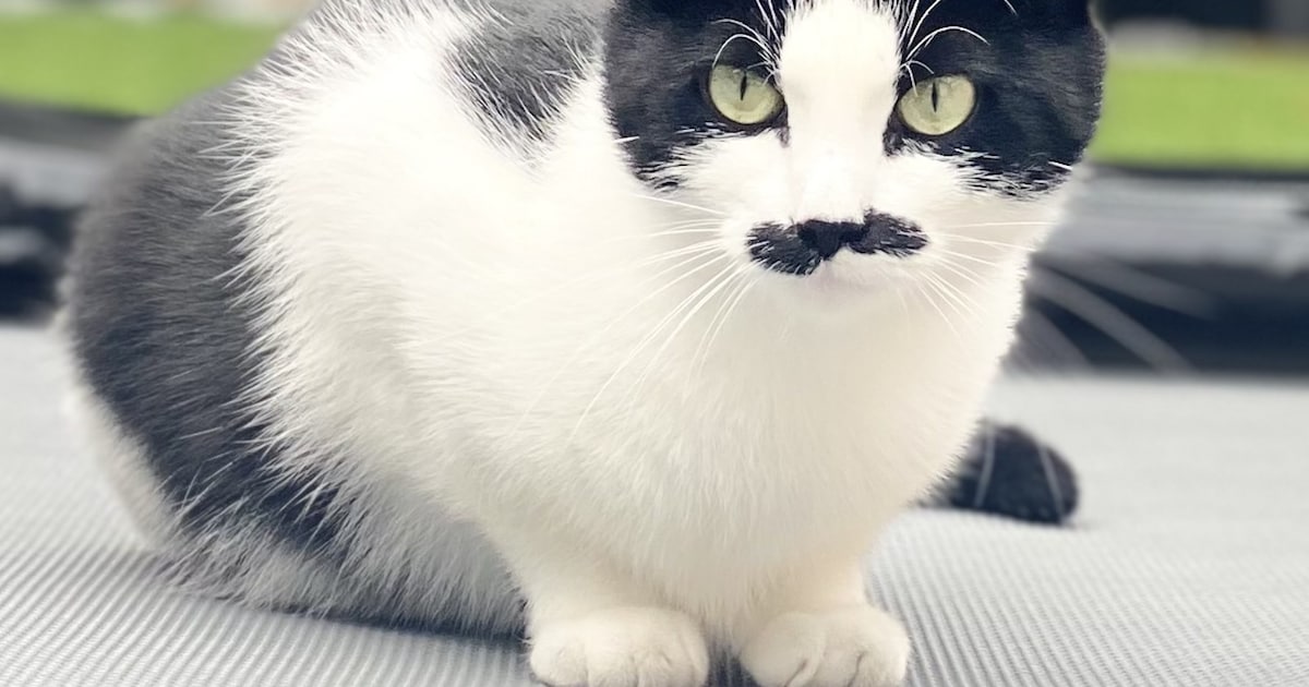 Heb jij Tijgertje of Sokje gezien? Deze twee huisdieren worden in IJsselstein vermist