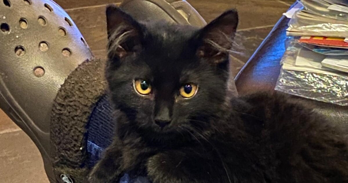 Heb jij Bolletje of Ivy gezien? Deze twee huisdieren worden in Venray vermist