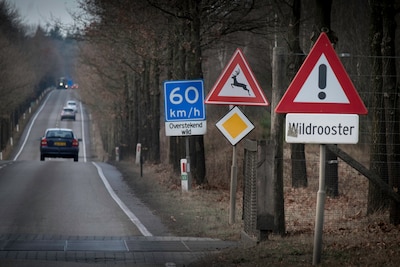 Waarom je voor je verzekering beter een dier kunt aanrijden dan ervoor uitwijken