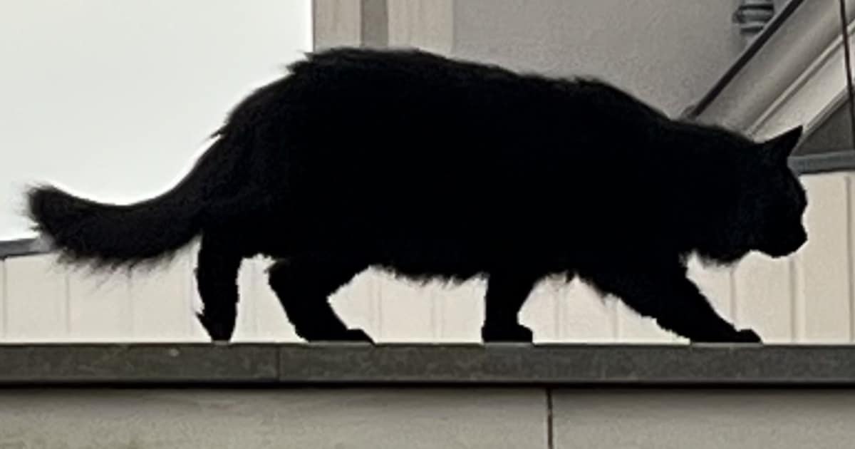 Heb jij Bink(ie) gezien? Dit huisdier wordt in Noordwijk vermist