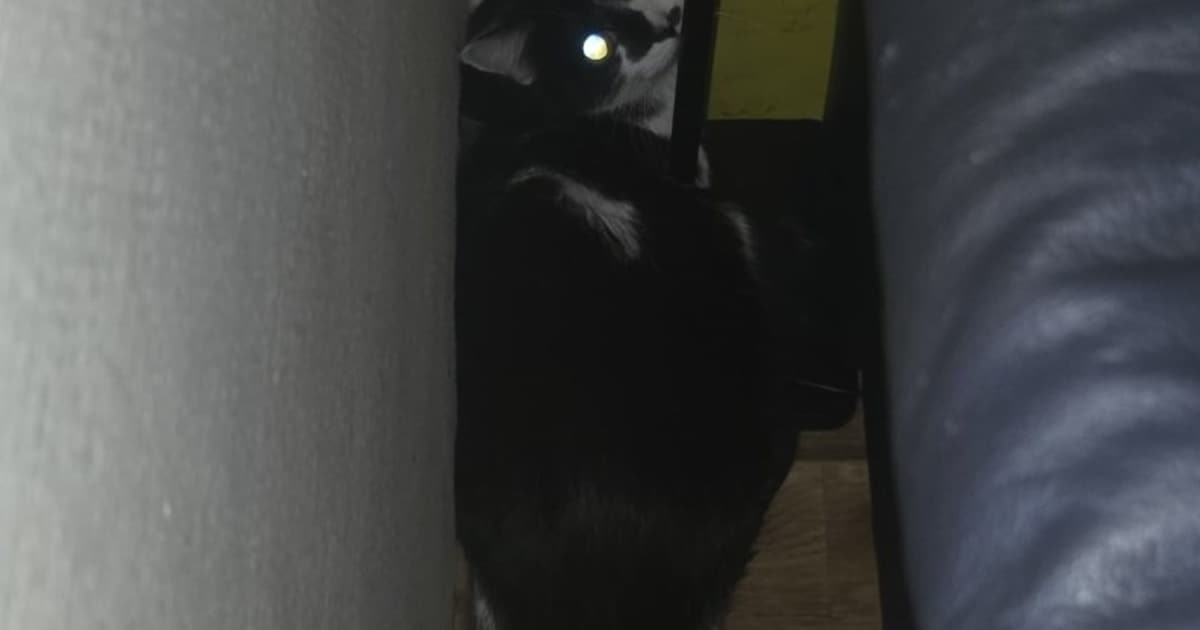 Heb jij Vogel of Harry gezien? Deze twee huisdieren worden in Maastricht vermist
