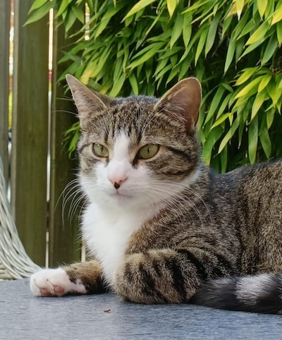 Heb jij Flippie gezien? Dit huisdier wordt in Boxtel vermist