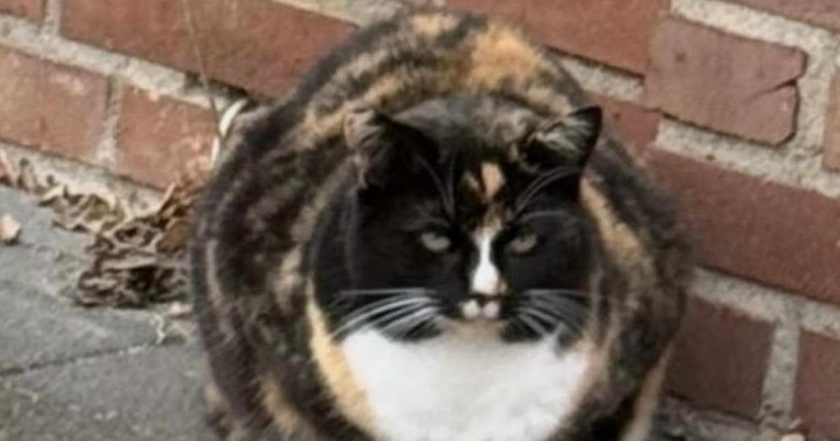 Heb jij Pookie gezien? Dit huisdier wordt in Echt-Susteren vermist