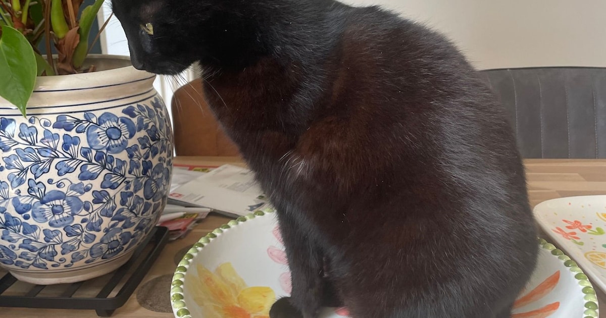 Heb jij Gertje of Siep gezien? Deze twee huisdieren worden in Enkhuizen vermist