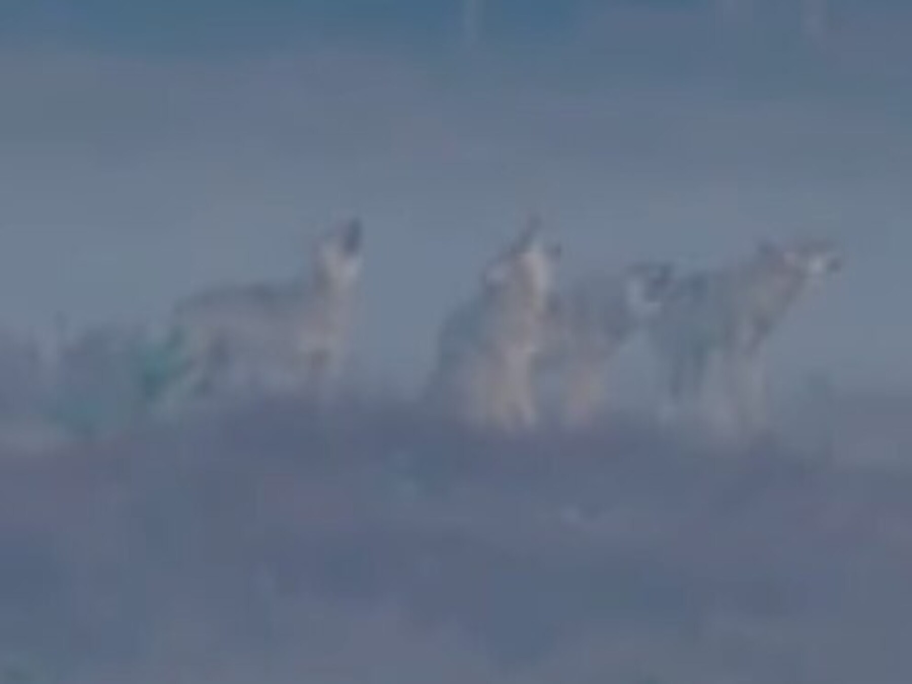 Roedel wolven huilt luid op mistige Veluwe