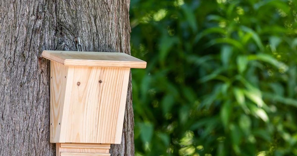 Klimaatmiddag in Maastricht: maak vleermuishuisjes en ontvang bespaartips