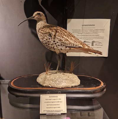 Uitgestorven vogelsoort nu te zien bij Museumwinkel in Nijmegen