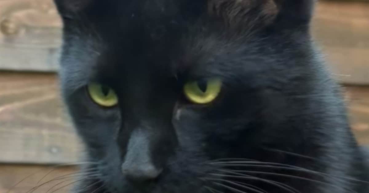 Heb jij Wout, Pepper of Jazz gezien? Deze vier huisdieren worden in Alkmaar vermist