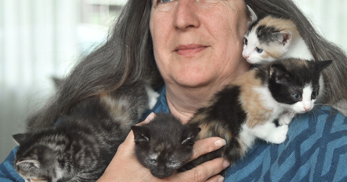 Een explosie aan zwerfkatten in Reimerswaal? Het hoeft niet, leert Zwolle